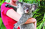 Koala holding option at Kuranda Koala Gardens